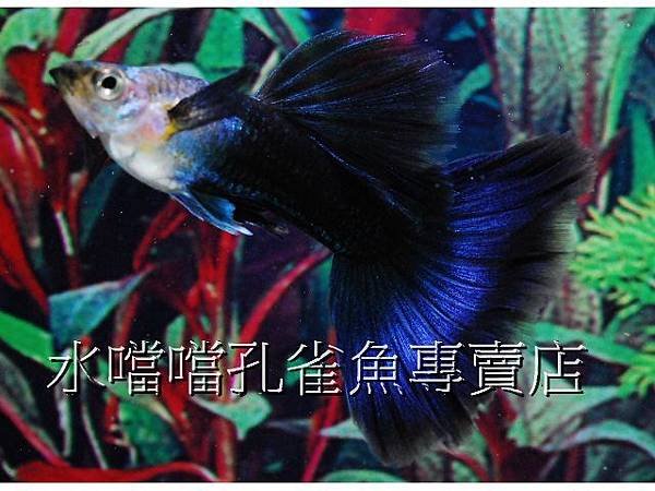 水噹噹孔雀魚專賣店002