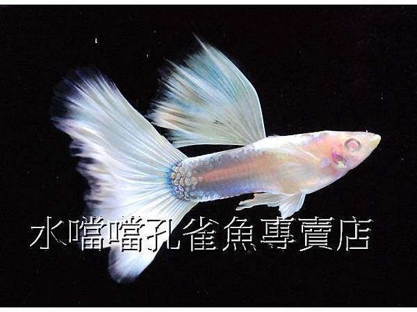 水噹噹孔雀魚專賣店001