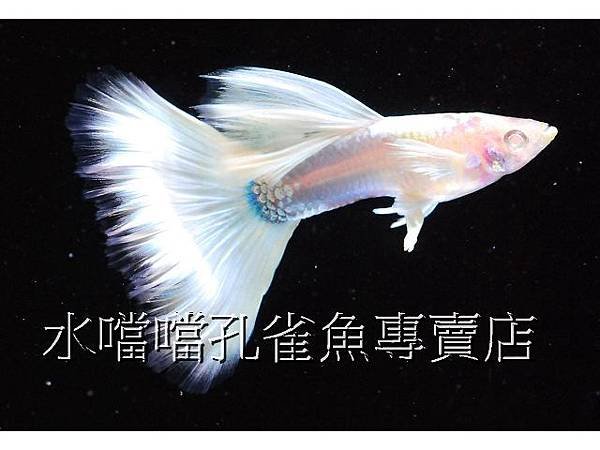 水噹噹孔雀魚專賣店007