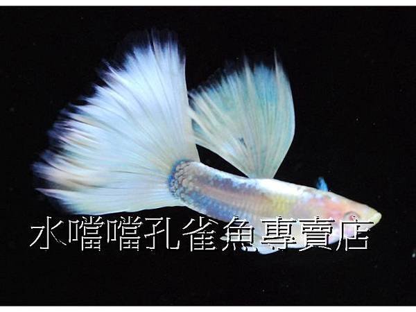 水噹噹孔雀魚專賣店002