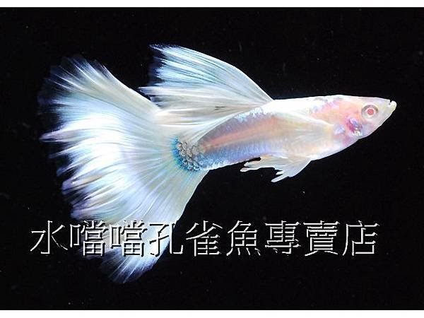 水噹噹孔雀魚專賣店004