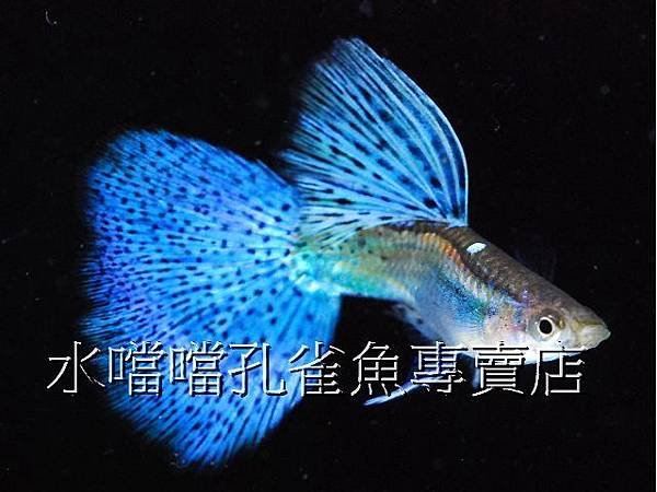 水噹噹孔雀魚專賣店001