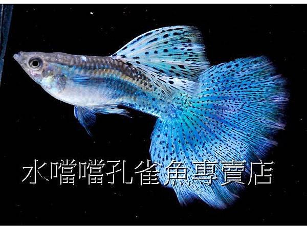 水噹噹孔雀魚專賣店005