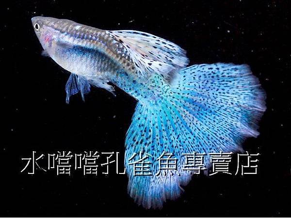 水噹噹孔雀魚專賣店002