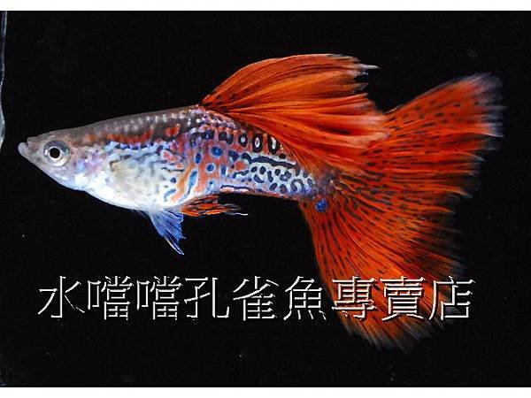 水噹噹孔雀魚專賣店005