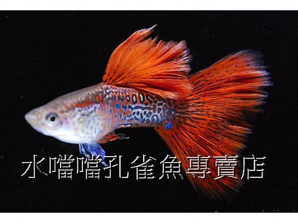 水噹噹孔雀魚專賣店002