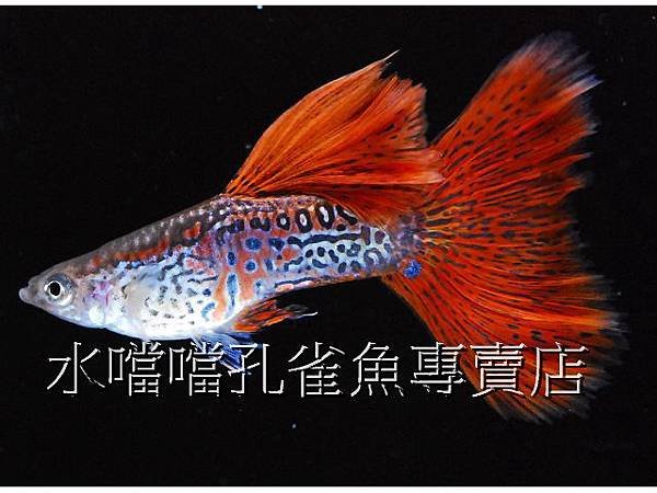 水噹噹孔雀魚專賣店004