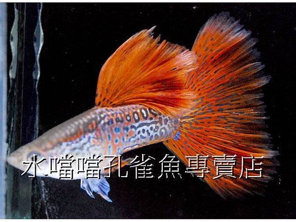 水噹噹孔雀魚專賣店001