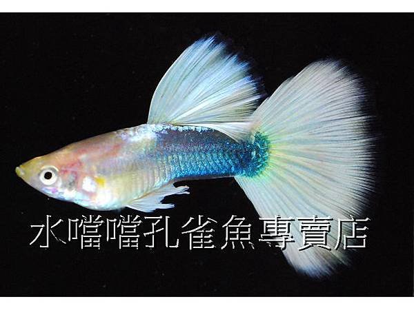 水噹噹孔雀魚專賣店002