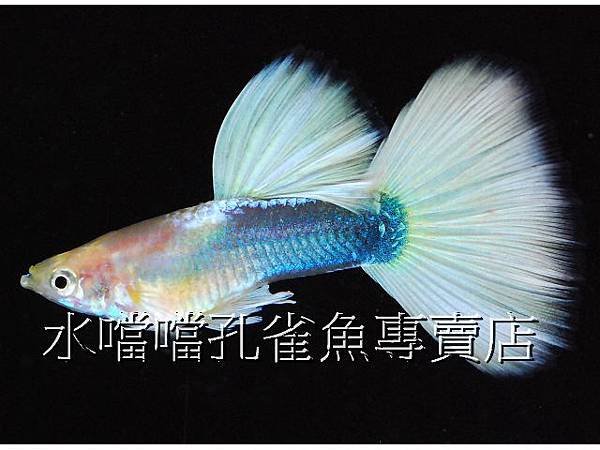 水噹噹孔雀魚專賣店004