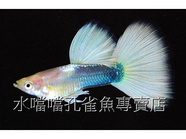 水噹噹孔雀魚專賣店001