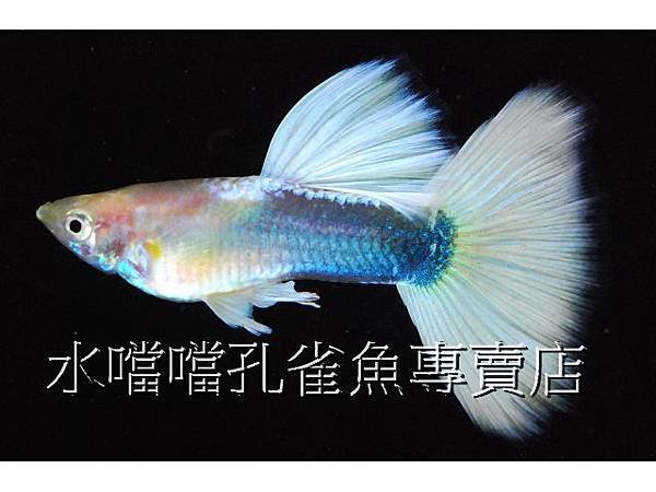 水噹噹孔雀魚專賣店003