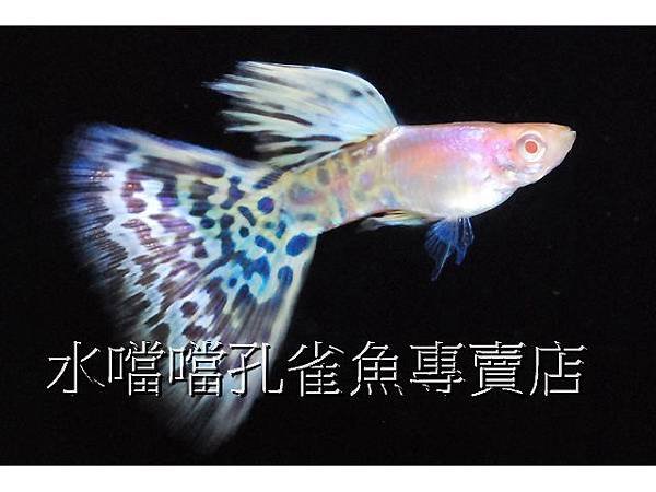 水噹噹孔雀魚專賣店001