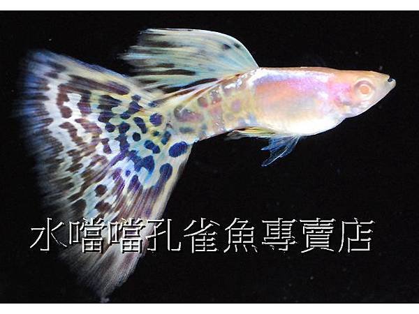 水噹噹孔雀魚專賣店005