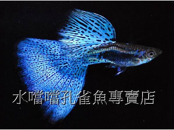 水噹噹孔雀魚專賣店001