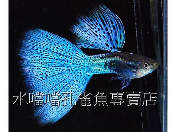 水噹噹孔雀魚專賣店002