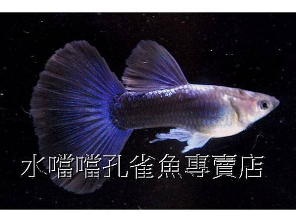 水噹噹孔雀魚專賣店002