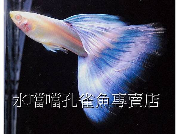 水噹噹孔雀魚專賣店005