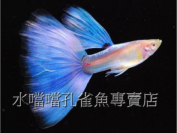 水噹噹孔雀魚專賣店003