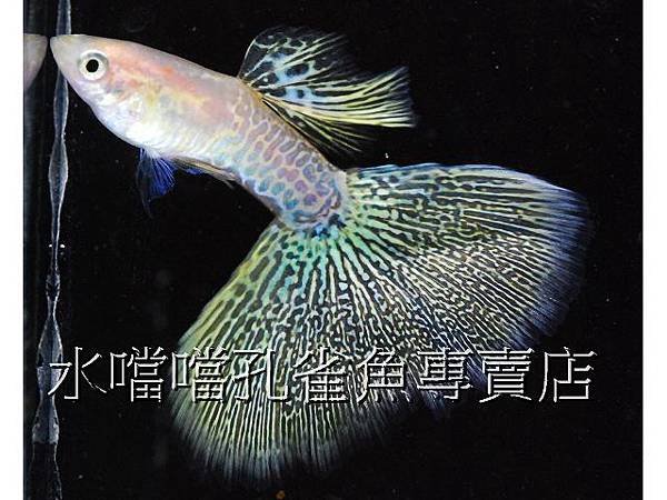 水噹噹孔雀魚專賣店005