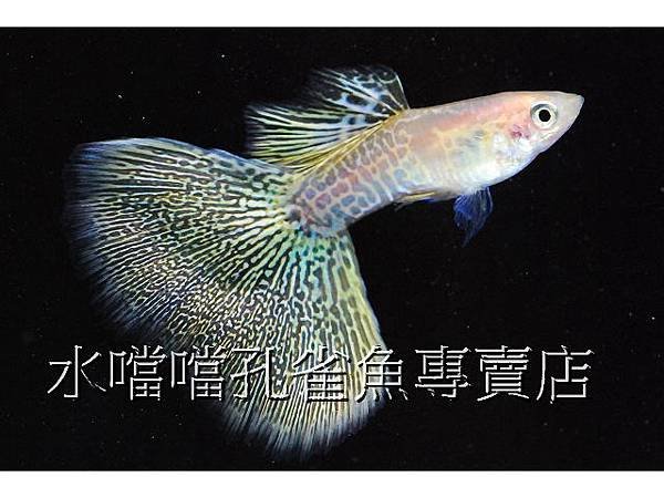 水噹噹孔雀魚專賣店003