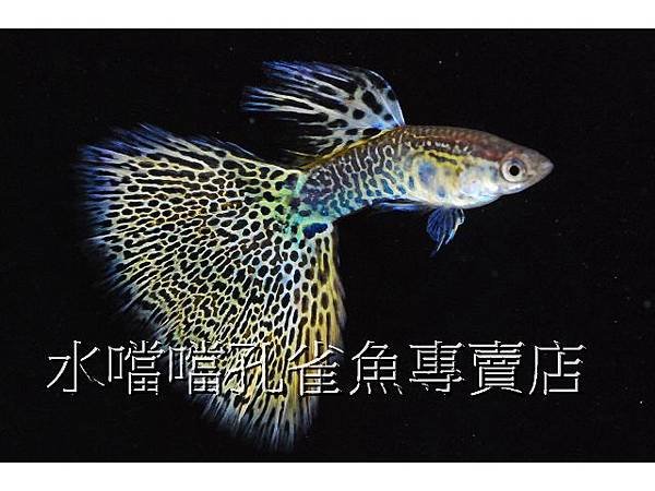 水噹噹孔雀魚專賣店003