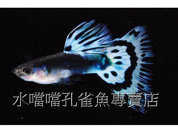 水噹噹孔雀魚專賣店003