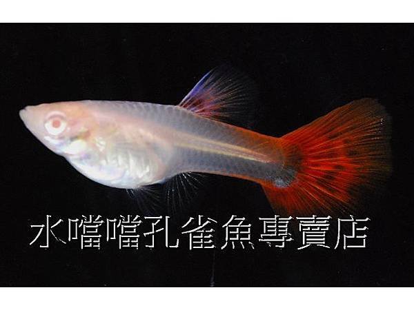 水噹噹孔雀魚專賣店005