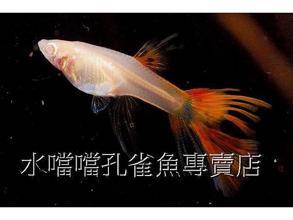 水噹噹孔雀魚專賣店006