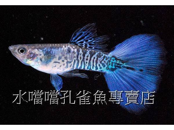 水噹噹孔雀魚專賣店003