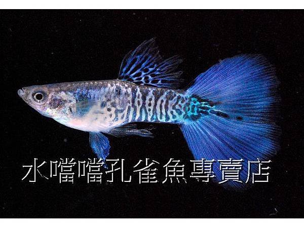 水噹噹孔雀魚專賣店002