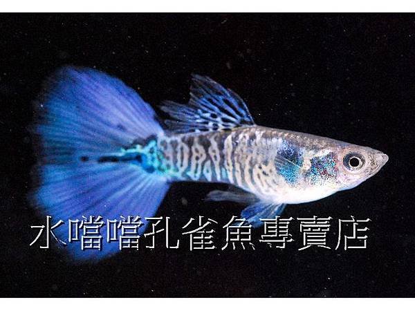 水噹噹孔雀魚專賣店004