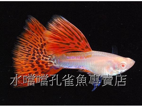 水噹噹孔雀魚專賣店005