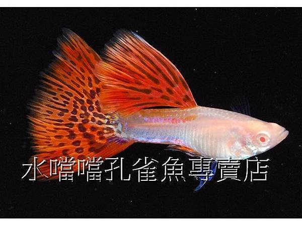 水噹噹孔雀魚專賣店004