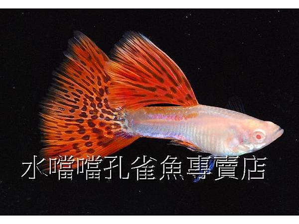 水噹噹孔雀魚專賣店003