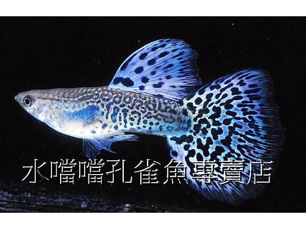 水噹噹孔雀魚專賣店003