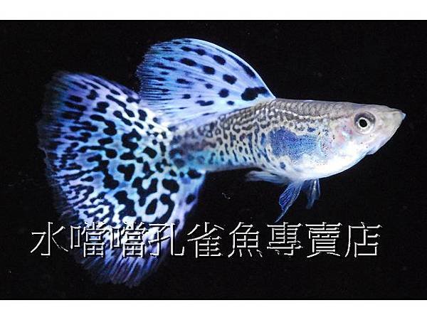 水噹噹孔雀魚專賣店002