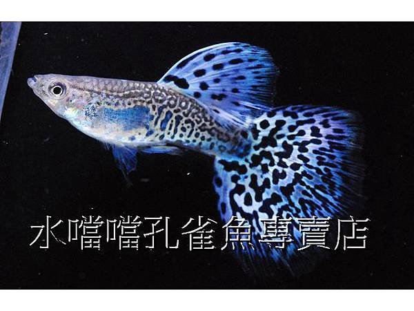 水噹噹孔雀魚專賣店005