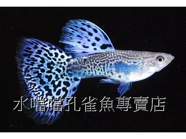 水噹噹孔雀魚專賣店001