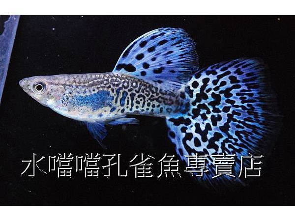 水噹噹孔雀魚專賣店004