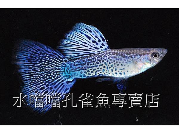 水噹噹孔雀魚專賣店004