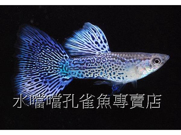 水噹噹孔雀魚專賣店001