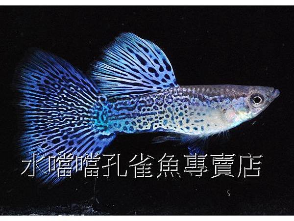 水噹噹孔雀魚專賣店002