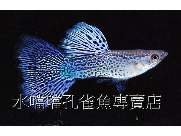 水噹噹孔雀魚專賣店003