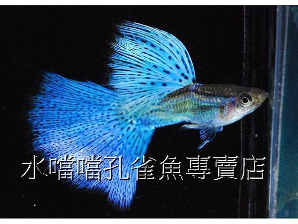 水噹噹孔雀魚專賣店004