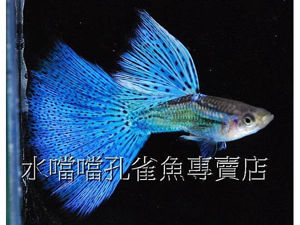 水噹噹孔雀魚專賣店001