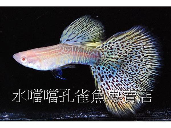 水噹噹孔雀魚專賣店001