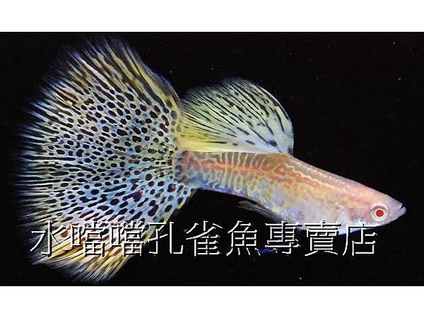 水噹噹孔雀魚專賣店003