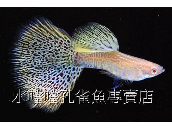 水噹噹孔雀魚專賣店004