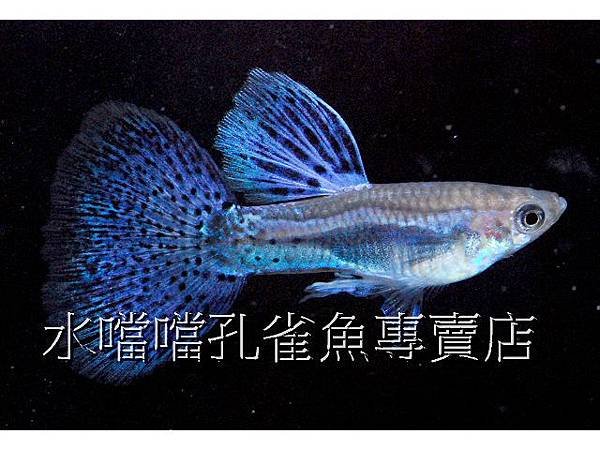 水噹噹孔雀魚專賣店004